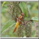 Libellula depressa - Plattbauch jung m02.jpg